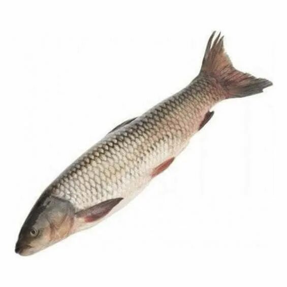 Карп белый амур. Белый амур маленький. Белый амур. Ctenopharyngodon idella. Амур рыба 3 кг.