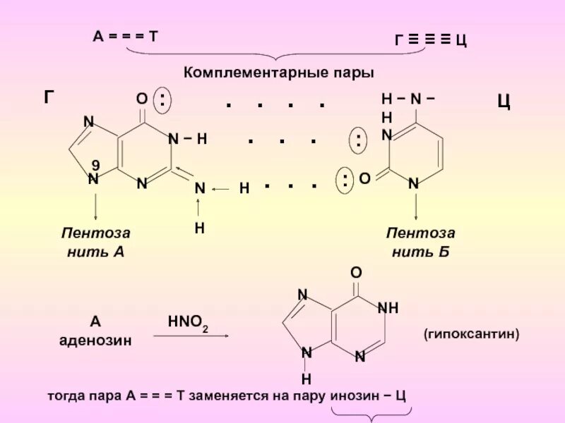 Комплиментарная пара. Комплементарные пары. Инозин комплементарность. Комплементарные основания. Комплиметнтарная пара.