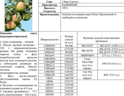 Урожайность сортов яблони