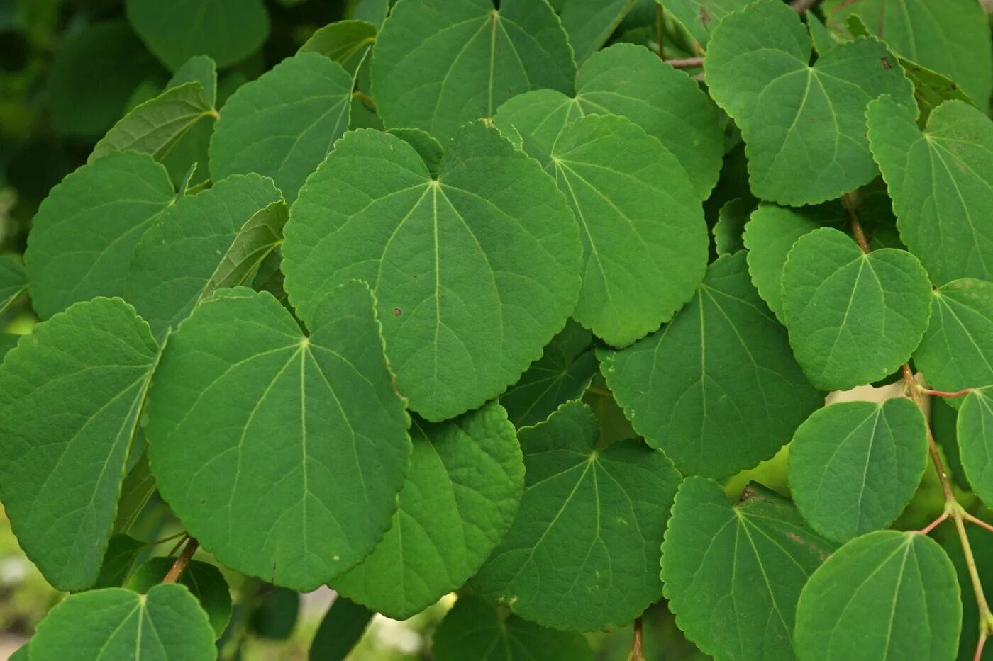 Багрянник японский описание. Cercidiphyllum japonicum. багрянник японский. багряник японский cercidiphyllum japonicum. багрянник японский (cercidiphyllum japonicum) p9.