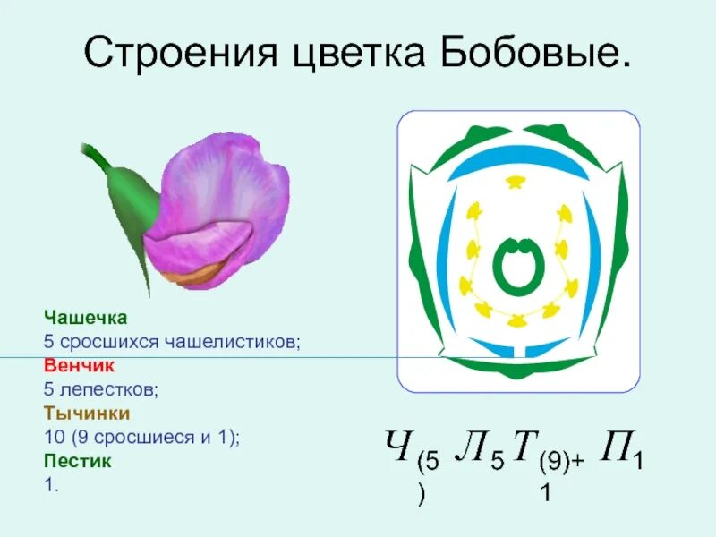 Какую формулу цветка имеют бобовые. Диаграмма семейства бобовых. Семейство бобовые схема цветка. Семейство бобовые строение цветка. Строение бобовых цветков.