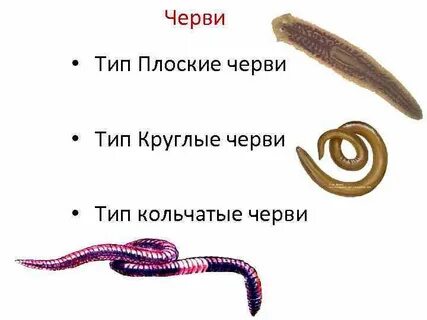 Грудная клетка плоских круглых кольчатых червей