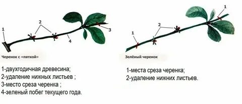 Как укоренить черенки яблони