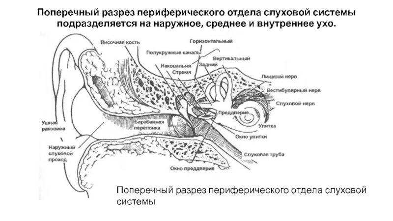 Схема строения наружного среднего и внутреннего уха. Топографическая анатомия среднего уха. Наружный слуховой проход. Периферический отдел слуховой системы. Отделы наружного среднего и внутреннего уха