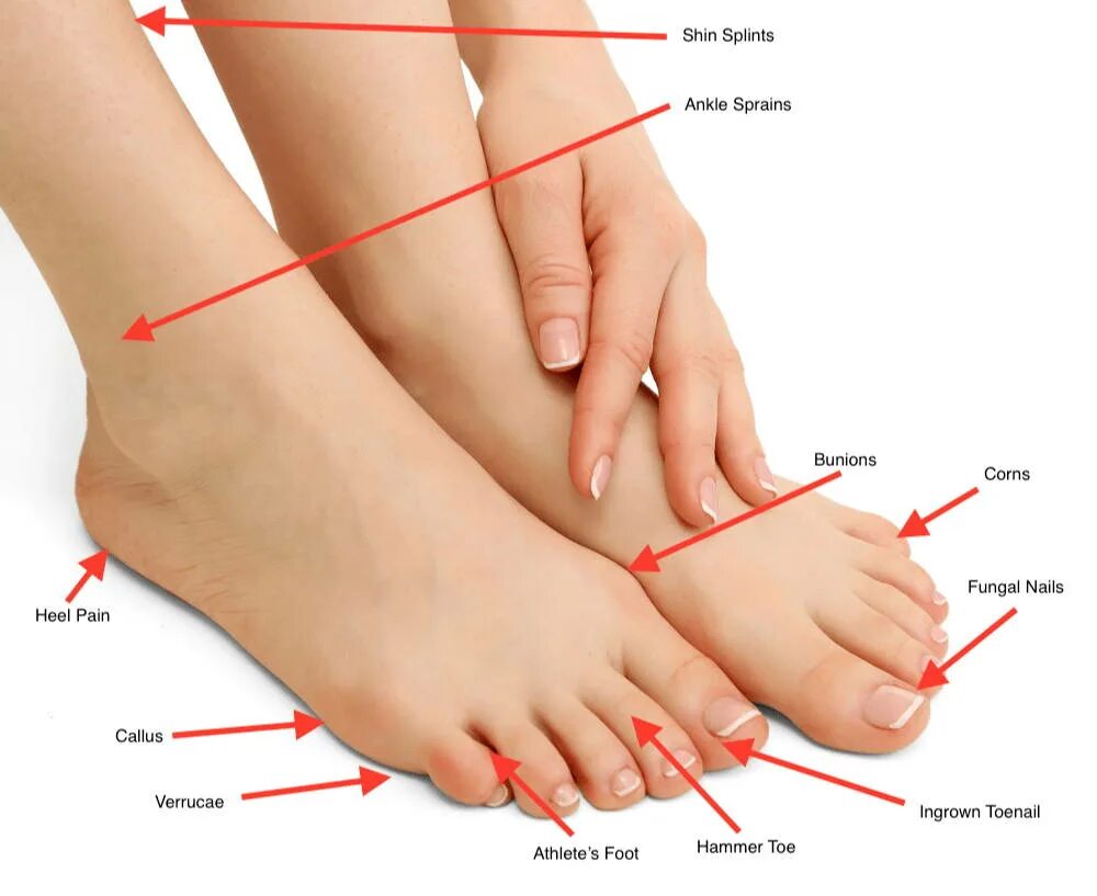 Женские пальцы рук и ног. Leg foot разница. Parts of foot. Leg and foot difference.