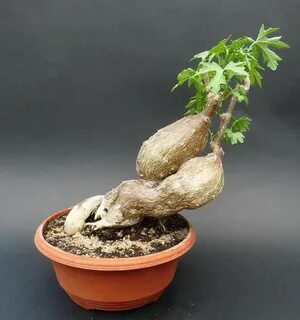 Бегония каудексная