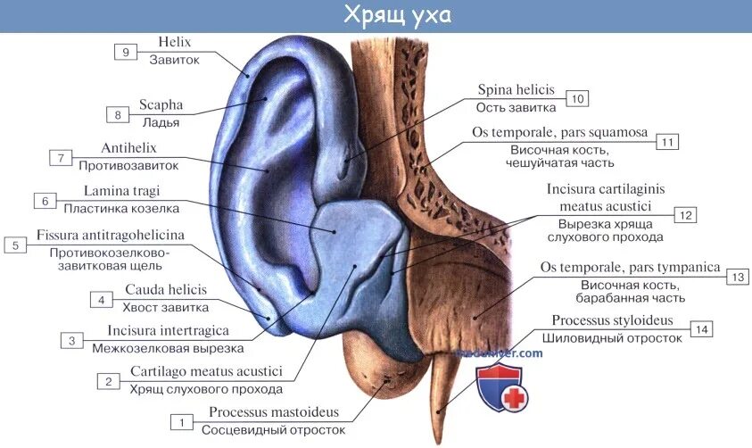 Слуховой латынь. Ушная раковина анатомия латынь. Наружное ухо анатомия латынь. Строение ушной раковины анатомия латынь. Строение наружного уха анатомия латынь.