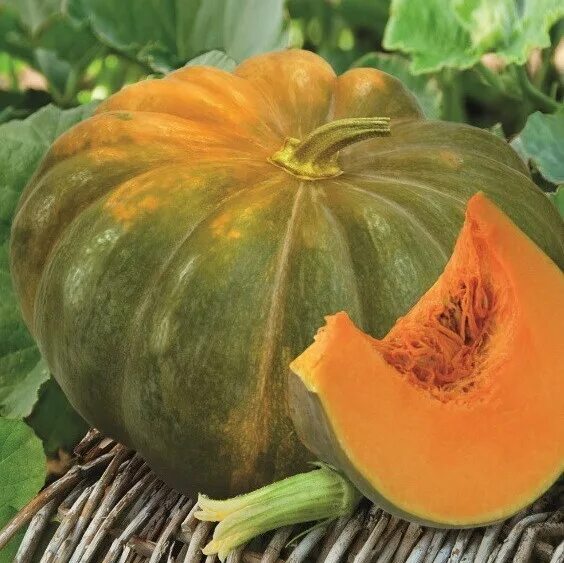 Показать фото мускатной тыквы Тыква "Мускатная Прованса" купить, отзывы, фото, доставка СПКубани Совместные