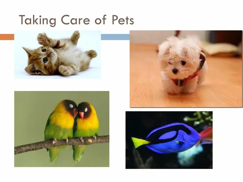 Презентация take Care of Pets. Презентации на тему Pets. Taking Care of Pets. Take Care of Pet. 4 pets care