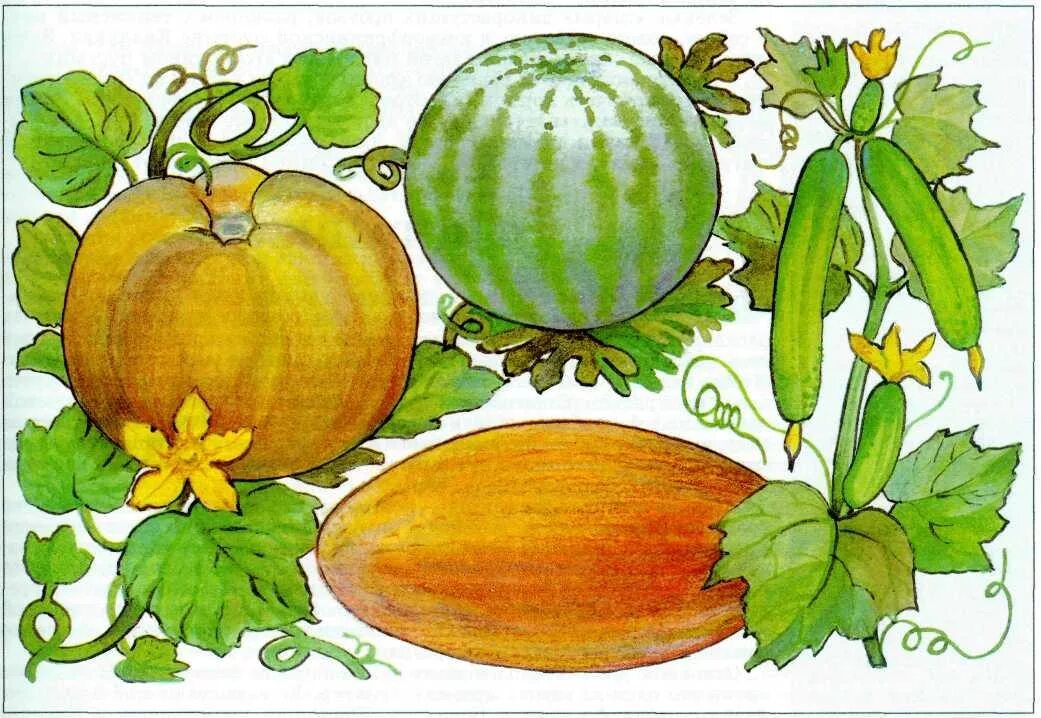 Как называется плод огурца. Плод строение тыквина огурца. Как называется плод огурца. Плод огурца. Как называется плод огурца в биологии.