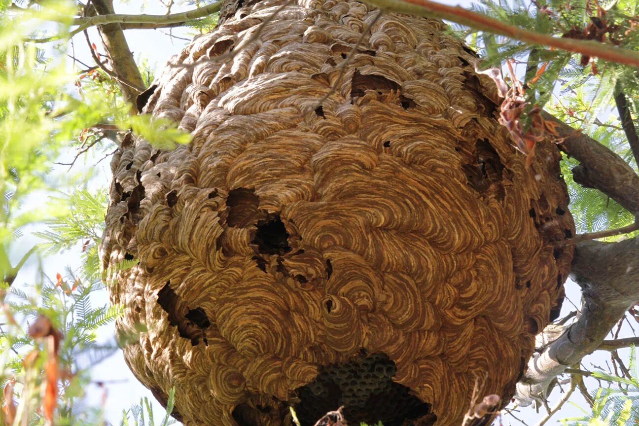 осиное гнездо осы. жуткое гнездо. шершень сибирский гнездо. энди голдсуорти. жуткое гнездо.