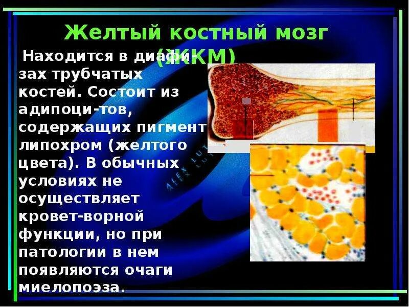 Желтый костный мозг кроветворение. Жёлтый костный мозг выполняет функцию. Желтый костный мозг это в биологии. Жёлтый костный мозг в трубчатой кости.