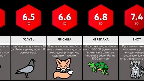 Какой айкью у собаки