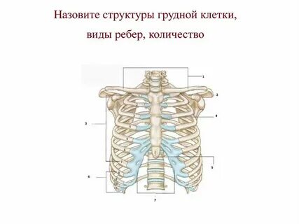 Виды соединения ребер с грудиной