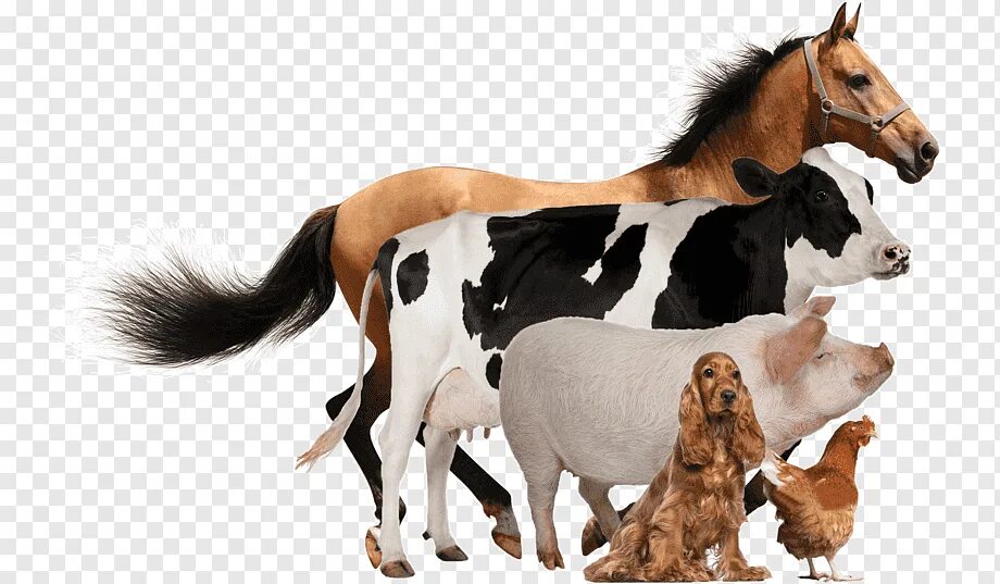 Петух корова лошадь. Домашние животные. СХ животные. Домашние сельскохозяйственные животные. Сельскохозяйственные животные на белом фоне.