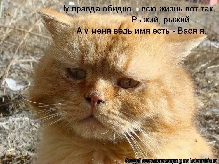 Наглая рыжая морда. Коты со словами. Смешные животные на кухне. Смешные картинки. Наглый рыжий кот.