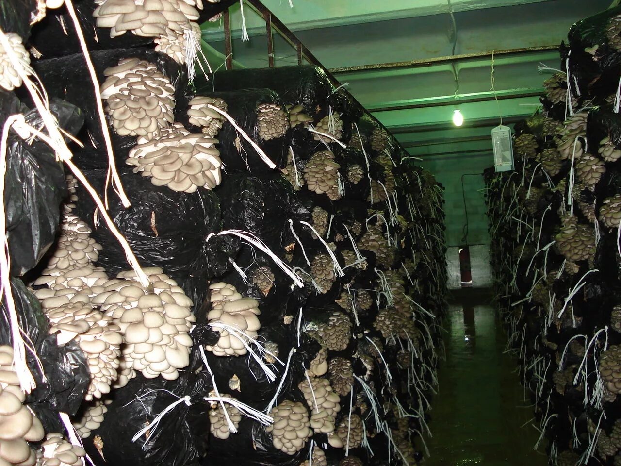 Домашняя грибница вешенки. Грибная ферма вешенка. Зерновой мицелий шиитаке. Вешенка королевская. Зерновой мицелий шиитаке.