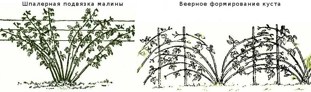 Как обрезать ремонтантную ежевику