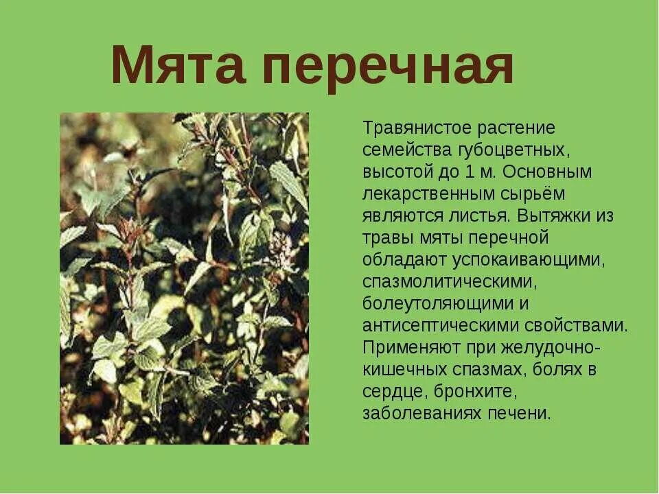 Определение травянистых