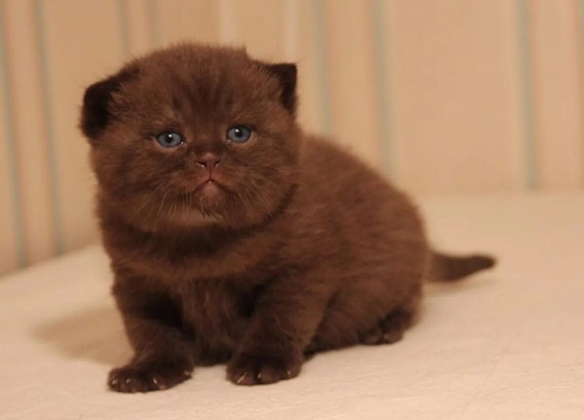 шотландская вислоухая кошка коричневая. вислоухий коричневый. котята скоттиш фолд вислоухие шоколадные. шотландская кошка циннамон. шоколадный шотландский вислоухий котенок.