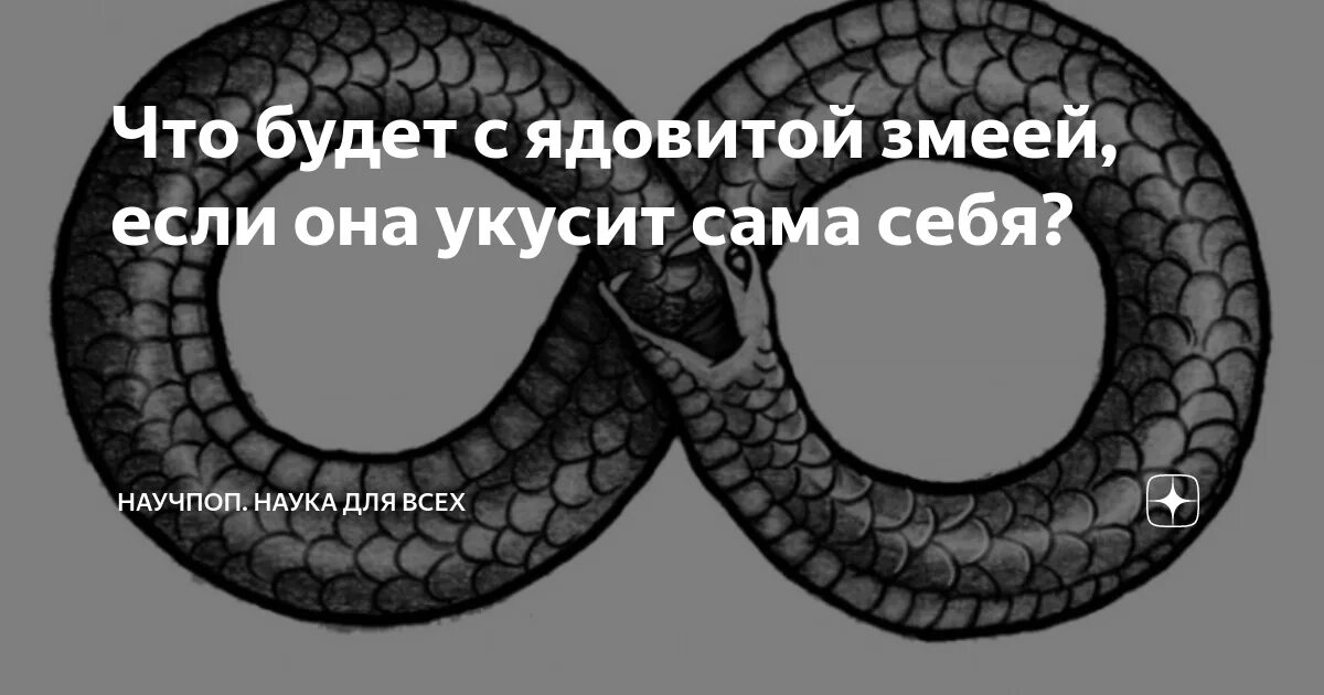 Что будет если укусит змея. Ядовитая змея кусает себя. Что будет если змея сама себя укусит. Змея укусила себя за хвост демотиваторы. Змея укусила сама себя приколы.