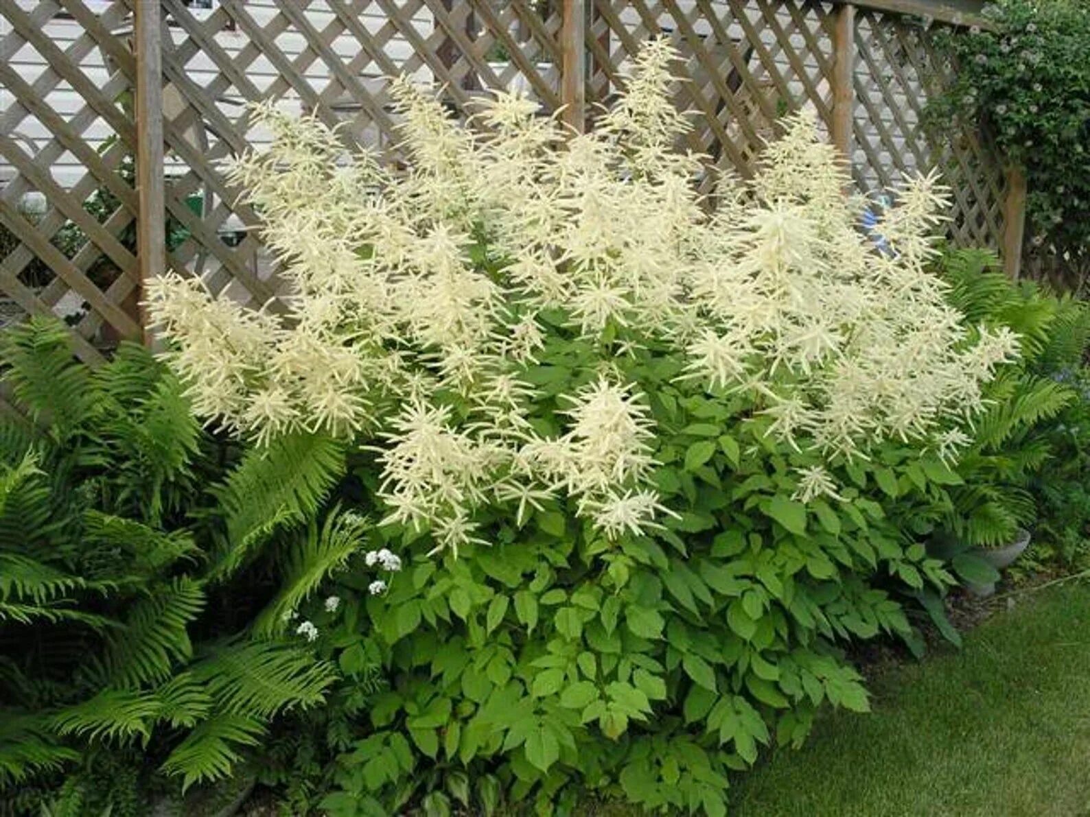 Арункус фото. Волжанка двудомная (Aruncus dioicus). Волжанка двудомная Кнеффи. Волжанка двудомная астильба. Арункус петрушколистный.