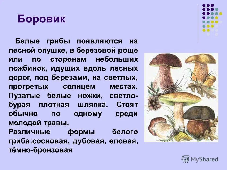 Почему появляются грибы. Белый гриб доклад. Характеристика белого гриба. Гриб белый и Боровик чем отличаются. Боровик и белый гриб разница.