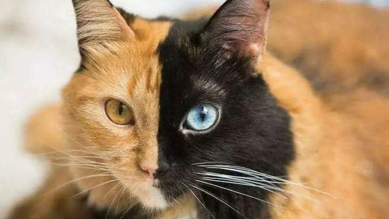 Двуликая химера. Кошка венера кимера. Порода кошек охос азулес. Химера венера. Черепаховая кошка химера.