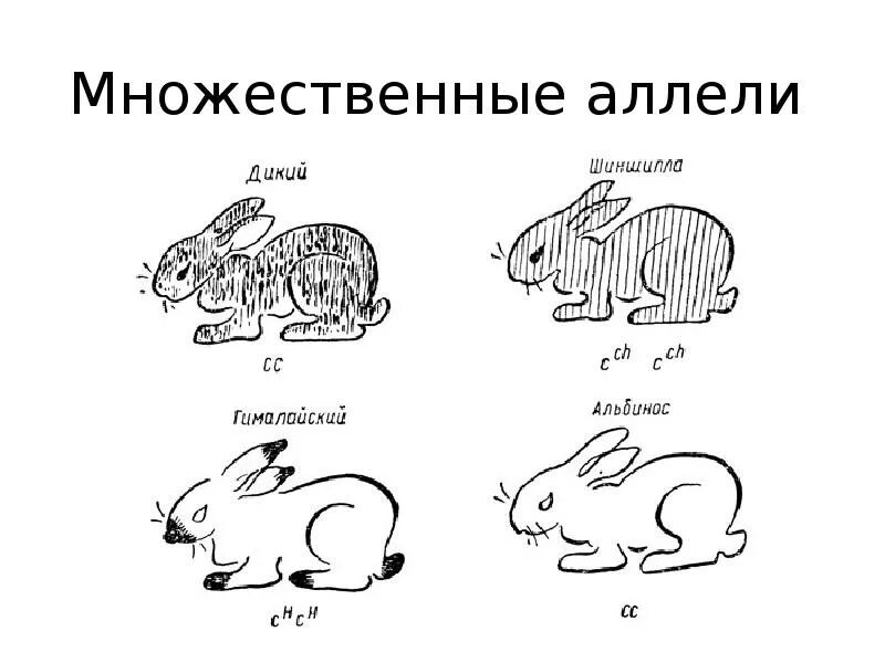 Множественный аллелизм схема скрещивания. Множественный аллелизм у кроликов. Гималайская окраска множественный аллелизм. Множественные аллели.