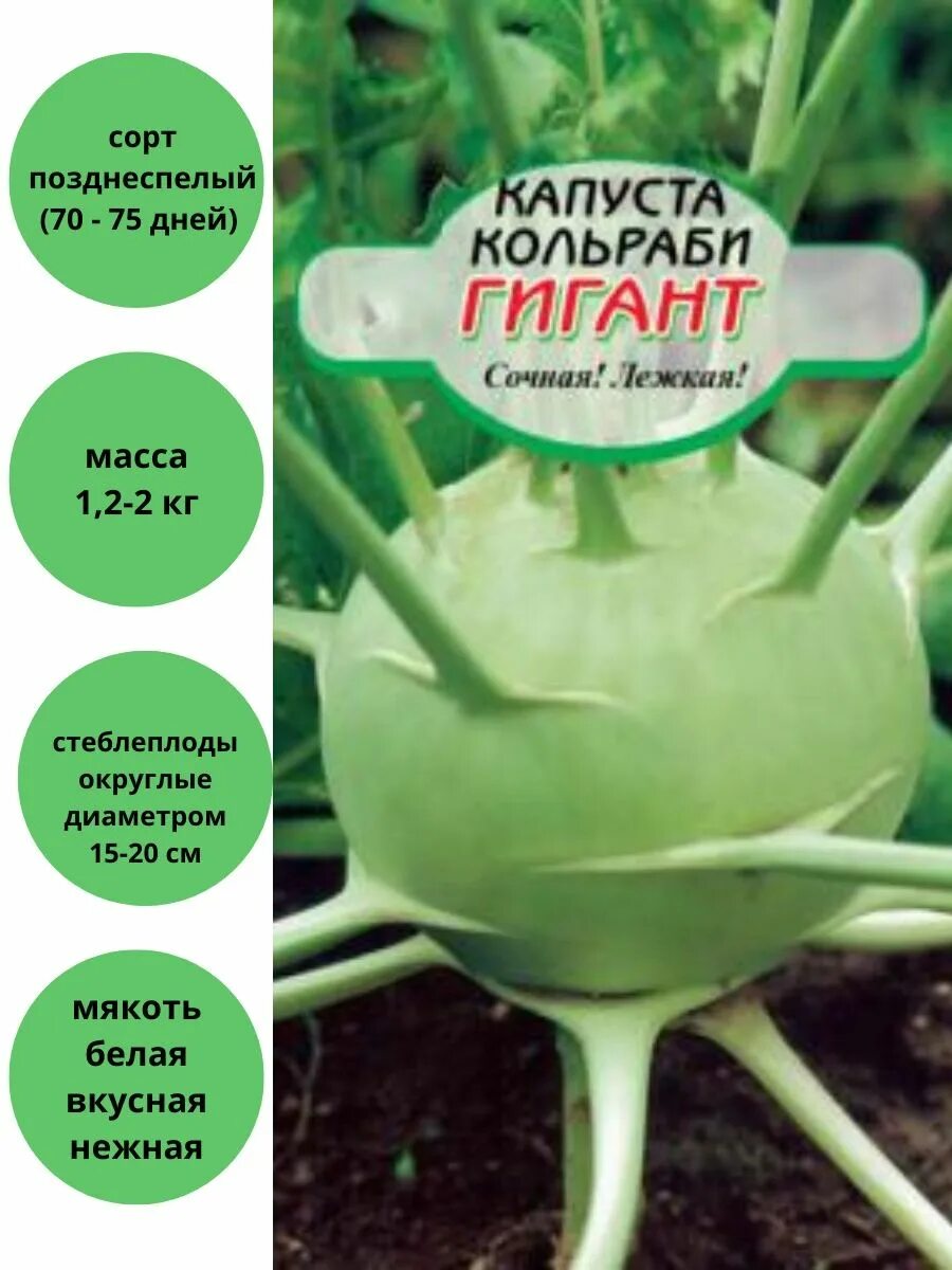 Капуста гигант сорта. Капуста кольраби семена. кольраби гигант. капуста кольраби гигант. сорта капусты кольраби.