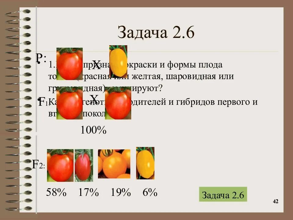 Определите фенотипа растения томата с генотипом. Формы плодов томата. краснояр краска плодов тамада. круглая форма плода томата доминирует. у томатов округлая форма плодов.