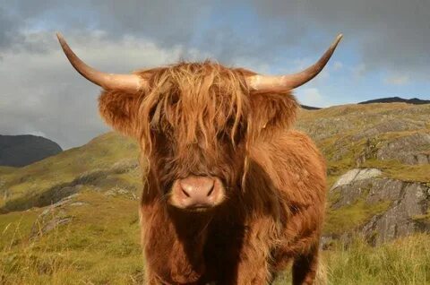 Long cow
