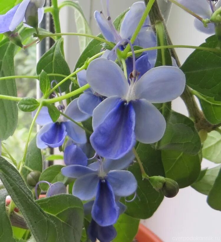 Клеродендрум угандийский. Клер угандийский. клеродендрум угандийский clerodendrum ugandense. клеродендрум уругвайский. клеродендрум голубой.