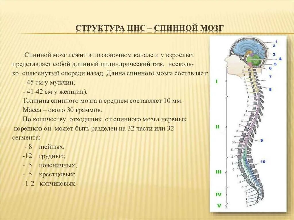 Сколько пар спинномозговых нервов отходит от спинного. Строение центральной нервной системы: головной мозг, спинной мозг. Схема строения центральной нервной системы. ЦНС спинной мозг строение. Строение нервной системы спинной мозг 8 класс.