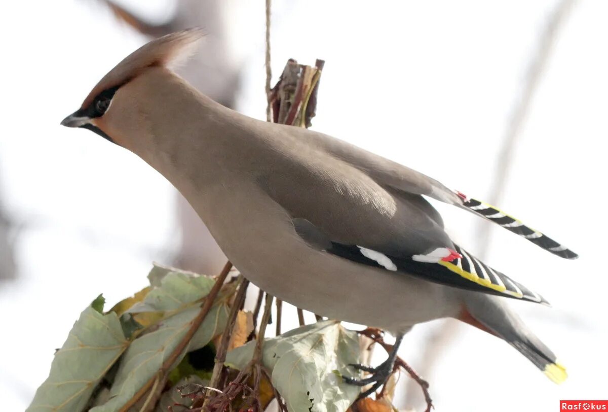 серый хохолок. птичка рябинник с хохолком. серая птичка с хохолком в подмосковье. хохлатая синица титмаус. сойка хохлатая.