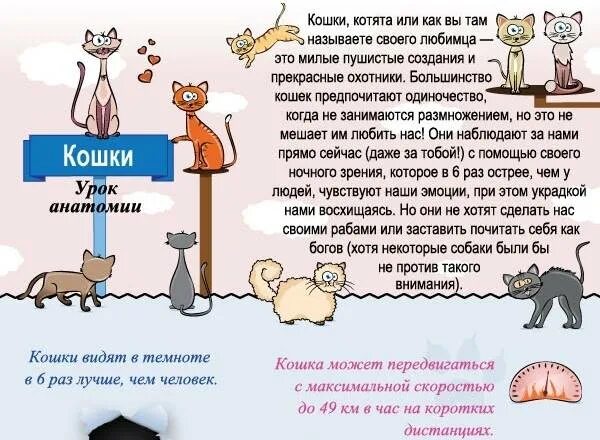 Как назвал кот своего хозяина. Интересные кошки. интересные факты о кошках. интересные факты о котах и кошках. психология кошек.