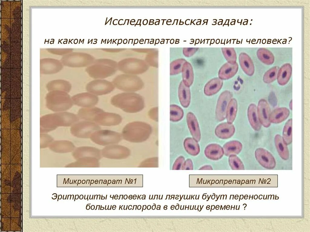 Эритроцит лягушки. Кровь лягушки гистология. мазок крови лягушки гистология. эритроциты лягушки. микропрепарат крови лягушки.