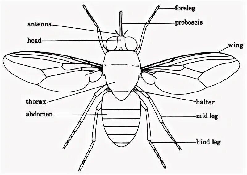 Какие части насекомого изображены. Строение двукрылых насекомых. Муха (насекомое) строение. Двукрылые Diptera внешнее строение. Внутреннее строение двукрылых насекомых.