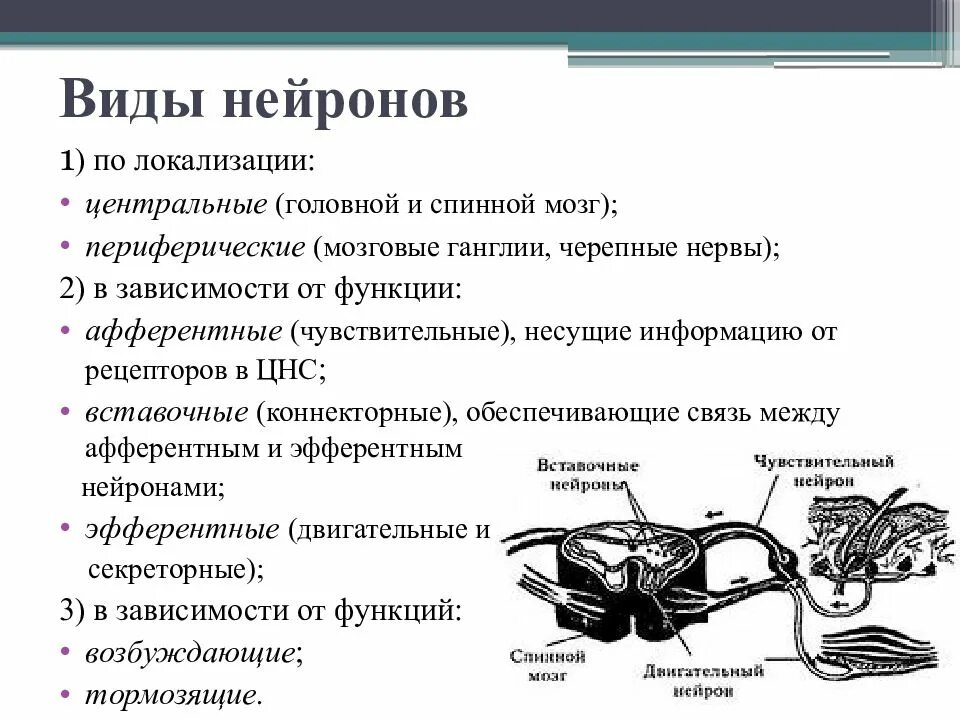 Нервные узлы и нейрон. Локализация нейронов в спинном мозге. Виды нейтронов по локализации. Чувствительные Нейроны спинного мозга. Расположение нейронов в спинном мозге.