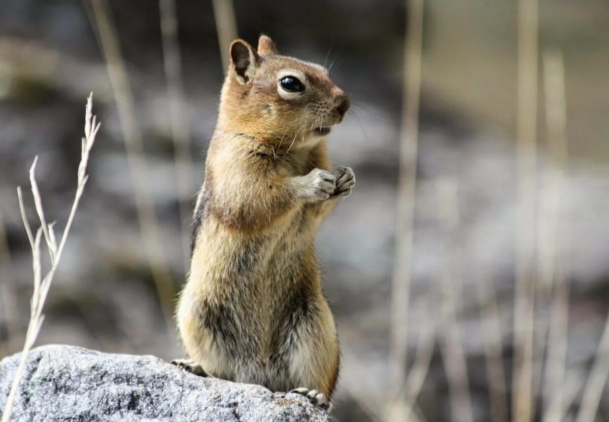 Суслик краснощекий. Суслик Краснощекий (Spermophilus erythrogenys). Суслик с пышным хвостом. Краснощекие белки.