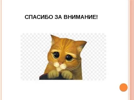 Внимание кот