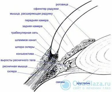 Ресничные глаза
