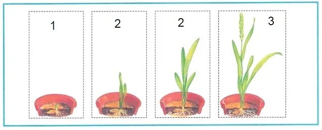 Как из зернышка появляется колосок картинки. И правильно расположи их. Кормилица какая почва в каждом из этих мест. Схема цепи питания в тундре. Разнообразие почв 4 класс окружающий мир рабочая тетрадь.