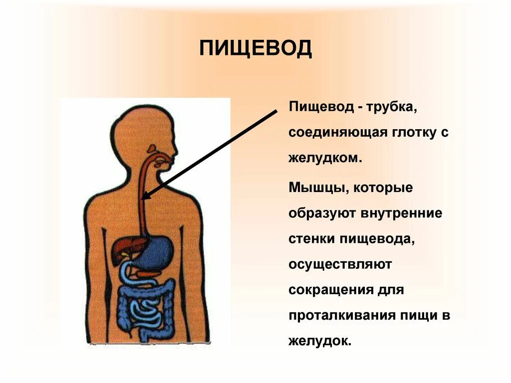 Начало пищевода