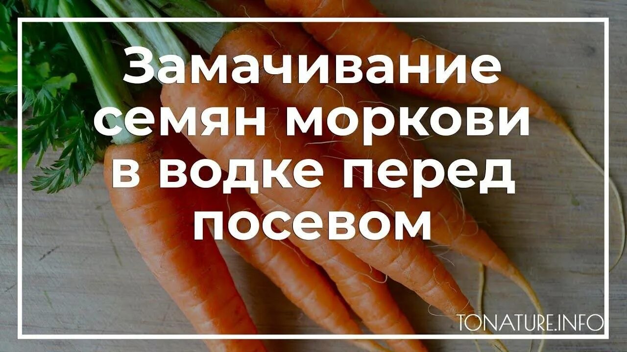 Замачивать ли семена моркови