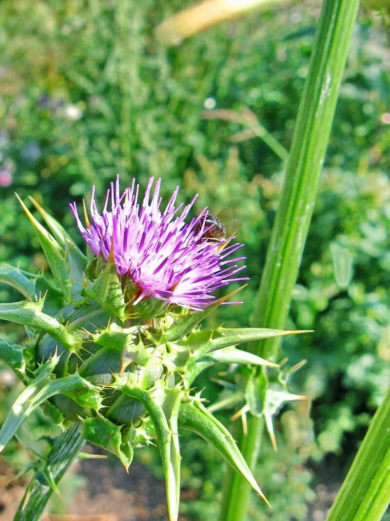 расторопша чертополох татарник. расторопша где растет. расторопша артишок репешок. расторопша где растет. марьин чертополох.