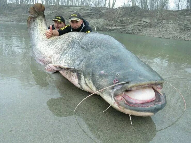 Самый большой сом в мире вес. Самый большой сом. Самая большая рыба сом. Сом рыба самый большой. Европейский сом людоед.