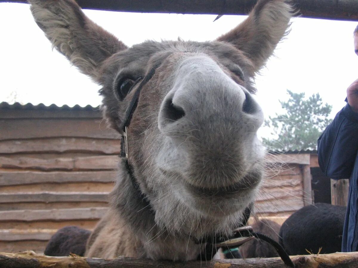 Ослик. Загадка про ослика для детей. Грустный ослик. Осел был самых. Самые смешные басни.