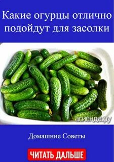 Сорта огурцов на засолку на зиму