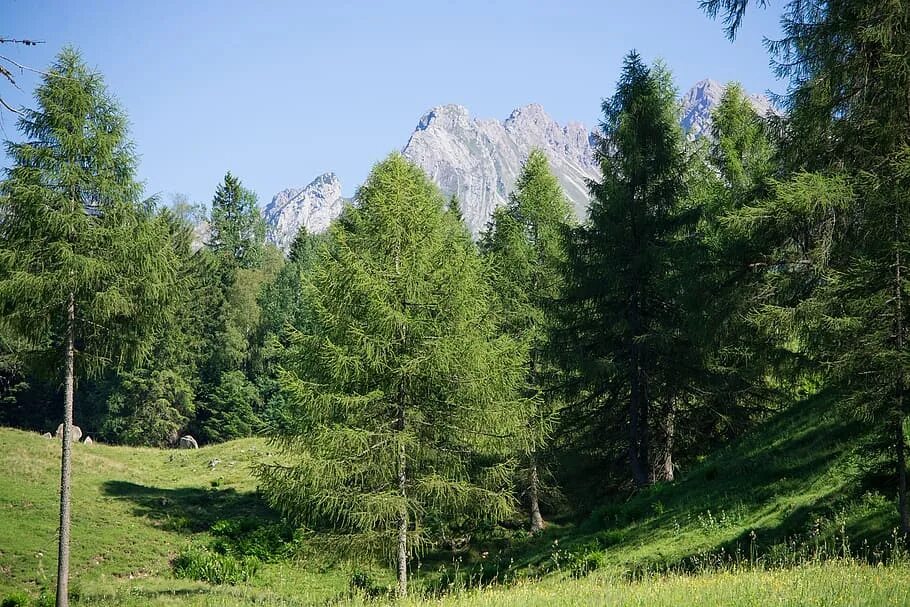 Хвойная луговая